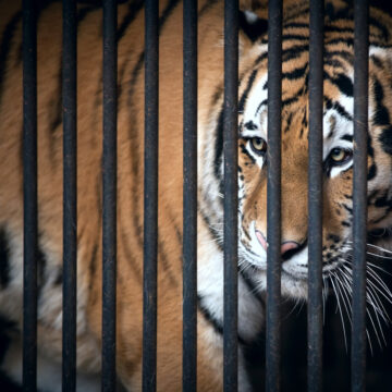 INFLATION “CONTAINED?” HOW ABOUT NO.