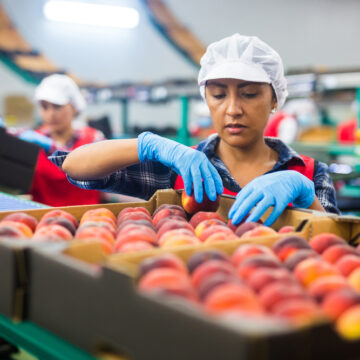 Latino,Woman,Sorts,Fresh,Peaches,On,A,Fruit,Packing,Line WHEN THE ECONOMY FALLS, JOBS GO WITH IT