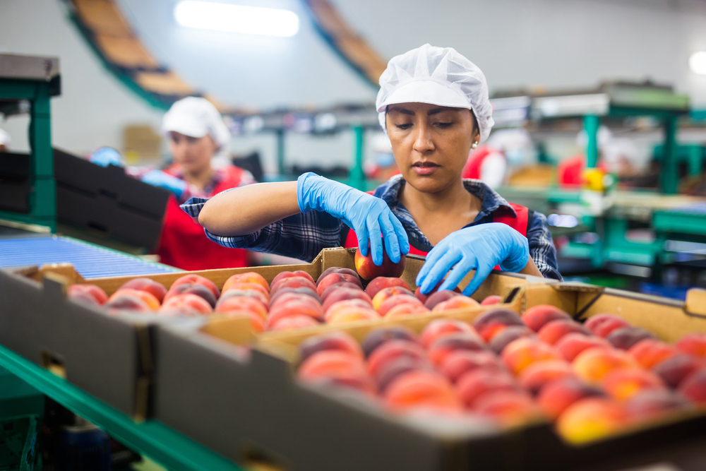 Latino,Woman,Sorts,Fresh,Peaches,On,A,Fruit,Packing,Line WHEN THE ECONOMY FALLS, JOBS GO WITH IT