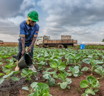 FERTILIZER CRISIS MAY SLASH WORLD FOOD OUTPUT BY 40 PERCENT, SAYS UN FOOD OFFICIAL
