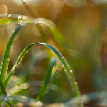 NEW TECHNOLOGY HARVESTS DRINKING WATER FROM PLANTS