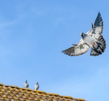 ECB INTEREST RATES GO UP