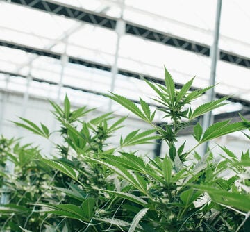 DESIGN FIRM TURNS OFFICE BUILDING INTO URBAN GARDEN