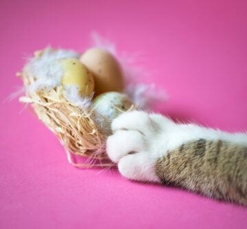 Cat,Paw,Stealing,Easter,Eggs,From,A,Nest:,"spoiling,The Cat Paw Stealing Eggs From a Nest