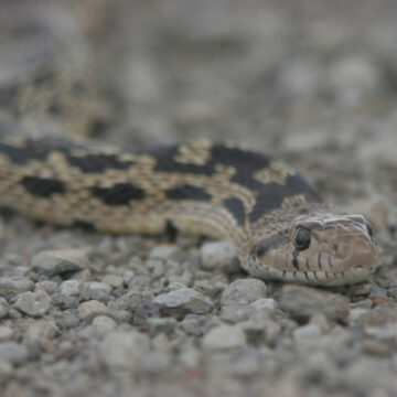 HIDING IN PLAIN SIGHT: THE DEGROWTH AGENDA CRUSHING CONSUMER DEMAND