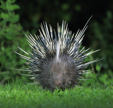 Large Porcupine