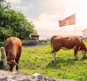 Three Brown Cows On A Farm On A Warm Sunny Day