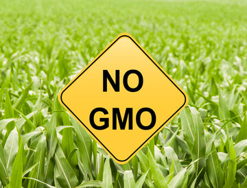 "No GMO" Sign In Front Of Corn Field
