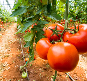 AI: HARVEST TOMATOES, SAVE HUMANITY