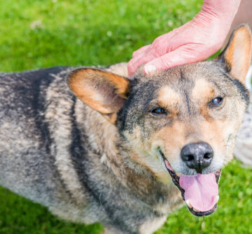 happy dog being petted