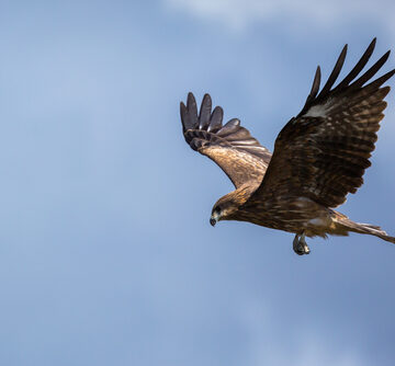 Hawk,Flying,Over.,Blue,Sky,In,The,Background CHIEFS OF FEDERAL RESERVE, BANK OF ENGLAND REMAIN INTEREST RATE HAWKS