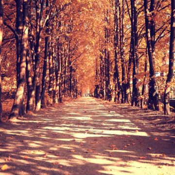 A Path In An Autumn Forest