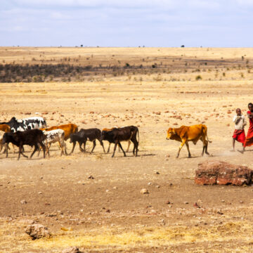 Cattle Driven By Maasai Children In The Serengeti, Tanzania