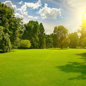 Sunrise,Beam,In,The,Beautiful,Park USING SUNLIGHT TO CAPTURE EXCESS CARBON