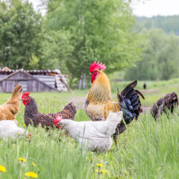 CHANGING THE FOOD SYSTEM FROM THE BOTTOM UP