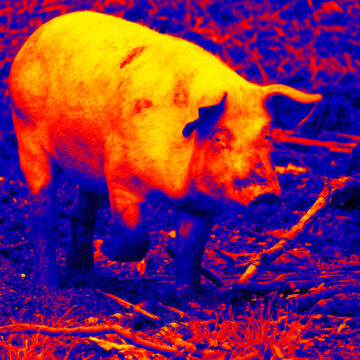Colorized Image Of Pig