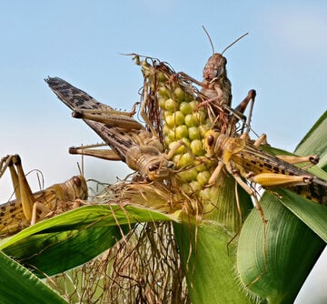 SYNTHETIC FOOD WARS HEATING UP