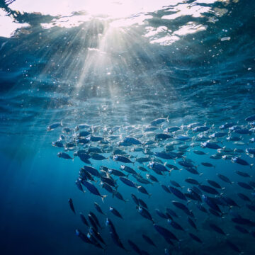 Underwater,Wild,World,With,Tuna,Fishes Underwater View Of A School Of Tuna Fish