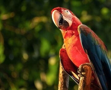 Portrait Of A Colorful Scarlet Macaw Parrot Against Jungle Background