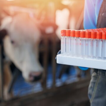 Vet,Doctor,Of,Livestock,Cattle.,Professional,Veterinarian,Of,Ranch,Hold Professional Veterinarian Delivering Vials Of Medication For Cattle