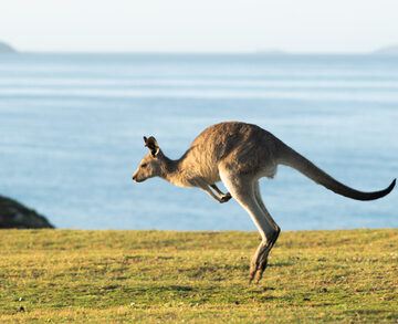 Eastern Grey Kangaroo At Dawn In Australia