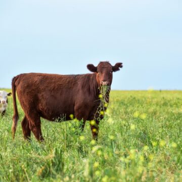 MEAT, MILK, CASH AND CARS: CLIMATE CHANGE THE PRETEXT FOR DEHUMAN TYRANNY