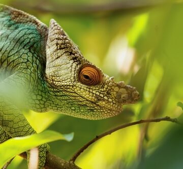 AI IS TRAINING TO QUICKLY IDENTIFY PREVIOUSLY UNKNOWN SPECIES