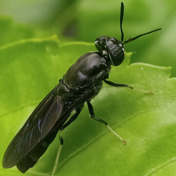 BLACK SOLDIER FLIES: THE NEXT WASTE-PROCESSING BIOFACTORIES
