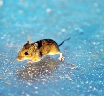 Wood,Mouse,(apodemus,Sylvaticus),Is,Freezing,On,Ice,During,Crossing TURNING OFF ONE PROTEIN EXTENDED THE LIVES OF MICE BY 25 PERCENT