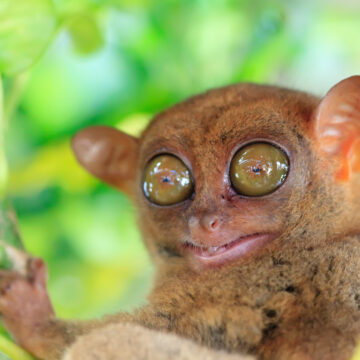 Funny Tarsier On A Tree Branch In Bohol, Philippines