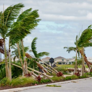 Fallen Trees In Palm Beach From Tornadoes Caused By Hurricane Milton