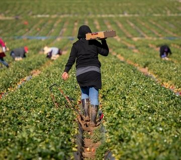 Farm Workers Dressed Warm While Harvesting Produce