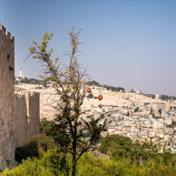 A View Of Jerusalem Silwan And Mount Olive In The Old City of Jerusalem With A Pomegranate Tree In The Foreground