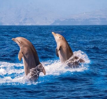 GOOGLE’S AI IS TRANSLATING DOLPHINS’ LANGUAGE