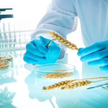 Photo Of Researcher Analyzing Agricultural Grains In A Lab Setting