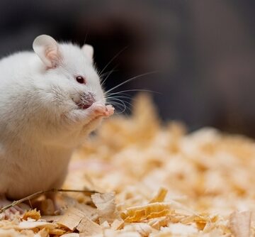 MICE REGROW MISSING EARS WHEN AN EVOLUTIONARY MISSTEP IS CORRECTED