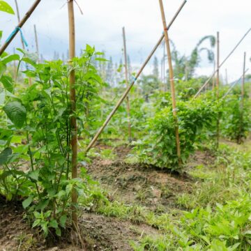 Rows,Of,Vibrant,Green,Plants,Climb,Tall,Bamboo,Stakes,,Thriving THE LATEST CANDIDATE TO REPLACE PETRO-PLASTIC: BAMBOO