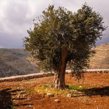 A Solitary Ancient Olive Tree Standing In The Rugged Landscape