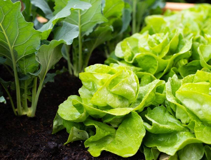 Growing,Vegetables,In,The,Garden SPRAY-ON PLANT DEFENSE AGAINST DISEASE, DROUGHT