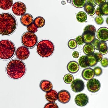 ASTAXANTHIN—A THERAPEUTIC AGENT INCARDIOVASCULAR DISEASE