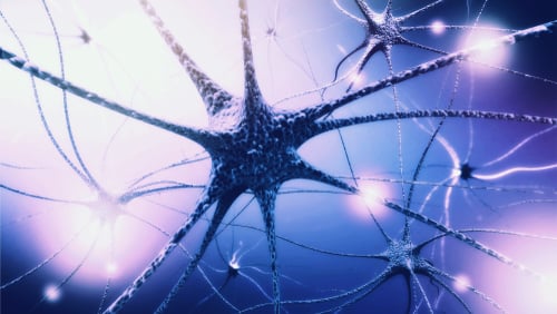 NEWLY DISCOVERED PROTEIN RENEWS OLD BRAIN CELLS