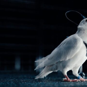 RUSSIAN COMPANY SAYS IT TURNS PIGEONS INTO BIODRONES