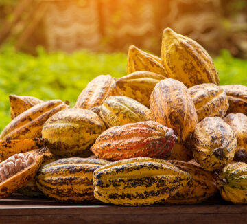 Cocoa,Beans,And,Cocoa,Pod,On,A,Wooden,Surface. COCOA PROCESSING WASTE BECOMES CHOCOLATE HONEY
