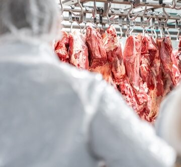 Meat carcasses hanging from hooks inside a refrigerated storage room as butchers work in a meat processing plant.