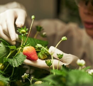 A gloved researcher inspecting strawberry plants in a controlled greenhouse environment.