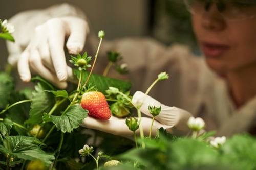 A gloved researcher inspecting strawberry plants in a controlled greenhouse environment.