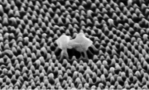 Nano-textured film displays a scientific breakthrough in antimicrobial materials designed to combat the spread of viruses.