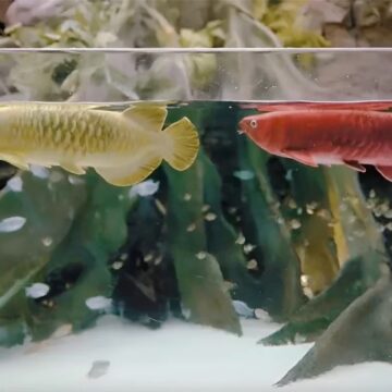 The robotic arowana fish, about 2.5 feet long, cruises autonomously around its enclosure but also can be guided with a remote controller. 
