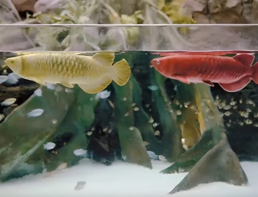 The robotic arowana fish, about 2.5 feet long, cruises autonomously around its enclosure but also can be guided with a remote controller. 