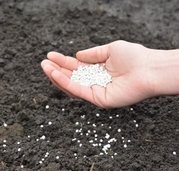 A gardener applying synthetic, granular mineral fertilizer, like nitrogen, to the soil in a vegetable garden.